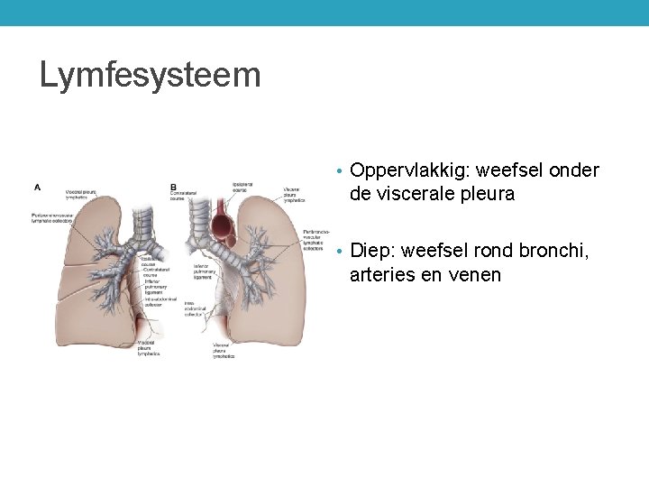 Lymfesysteem • Oppervlakkig: weefsel onder de viscerale pleura • Diep: weefsel rond bronchi, arteries