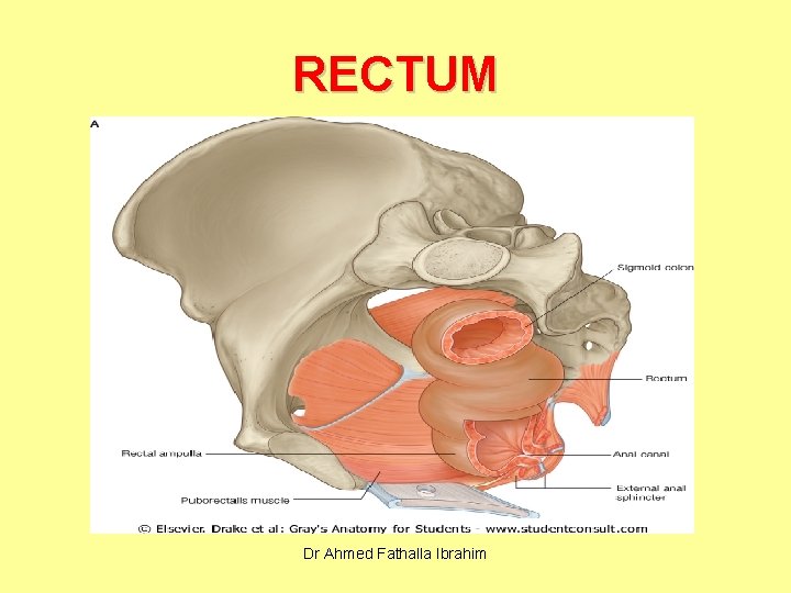 RECTUM Dr Ahmed Fathalla Ibrahim 