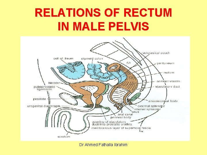 RELATIONS OF RECTUM IN MALE PELVIS Dr Ahmed Fathalla Ibrahim 