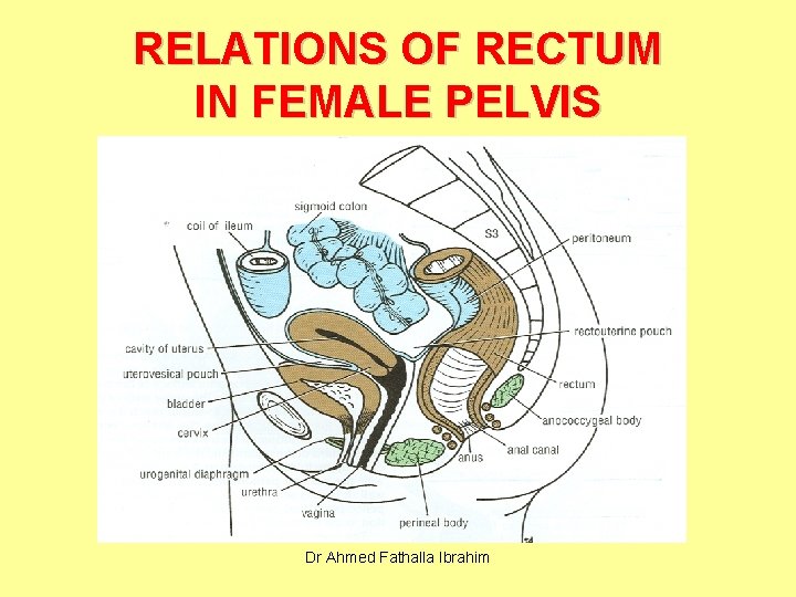 RELATIONS OF RECTUM IN FEMALE PELVIS Dr Ahmed Fathalla Ibrahim 