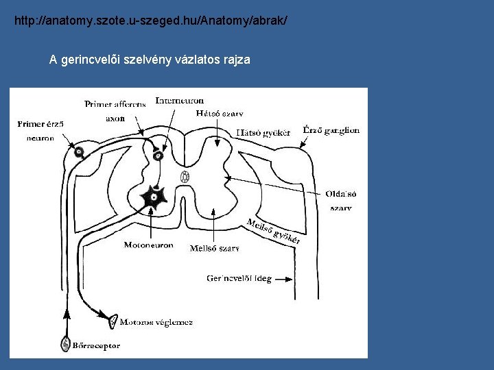 http: //anatomy. szote. u-szeged. hu/Anatomy/abrak/ A gerincvelõi szelvény vázlatos rajza 