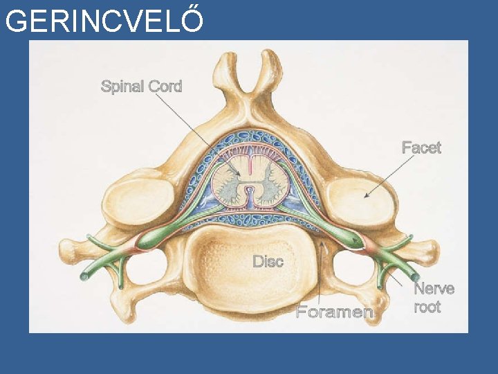 GERINCVELŐ 