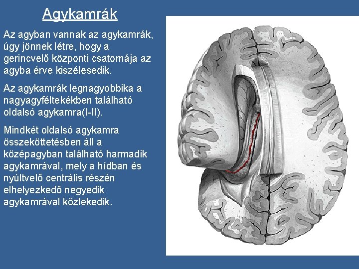 Agykamrák Az agyban vannak az agykamrák, úgy jönnek létre, hogy a gerincvelő központi csatornája