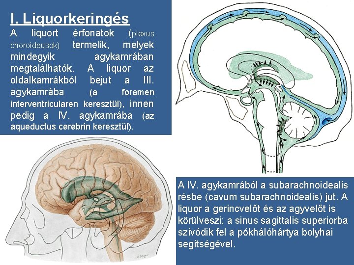 I. Liquorkeringés A liquort érfonatok (plexus choroideusok) termelik, melyek mindegyik agykamrában megtalálhatók. A liquor