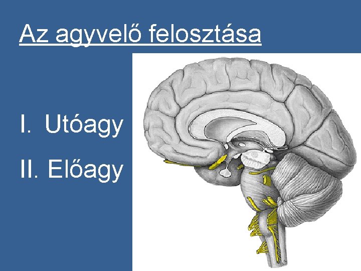 Az agyvelő felosztása I. Utóagy II. Előagy 