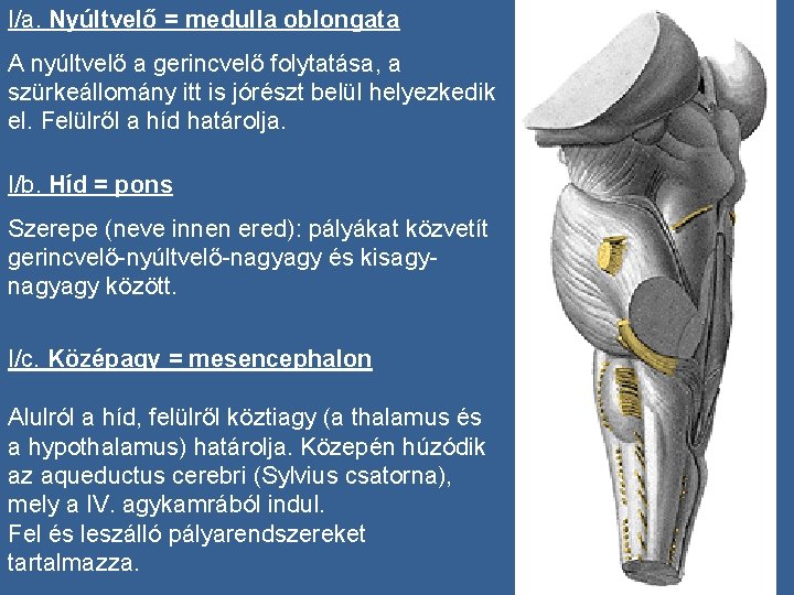 I/a. Nyúltvelő = medulla oblongata A nyúltvelő a gerincvelő folytatása, a szürkeállomány itt is