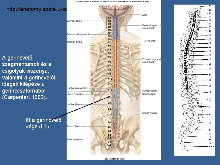 http: //anatomy. szote. u-szeged. hu/Anatomy/abrak/ A gerincvelõi szegmentumok és a csigolyák viszonya, valamint a