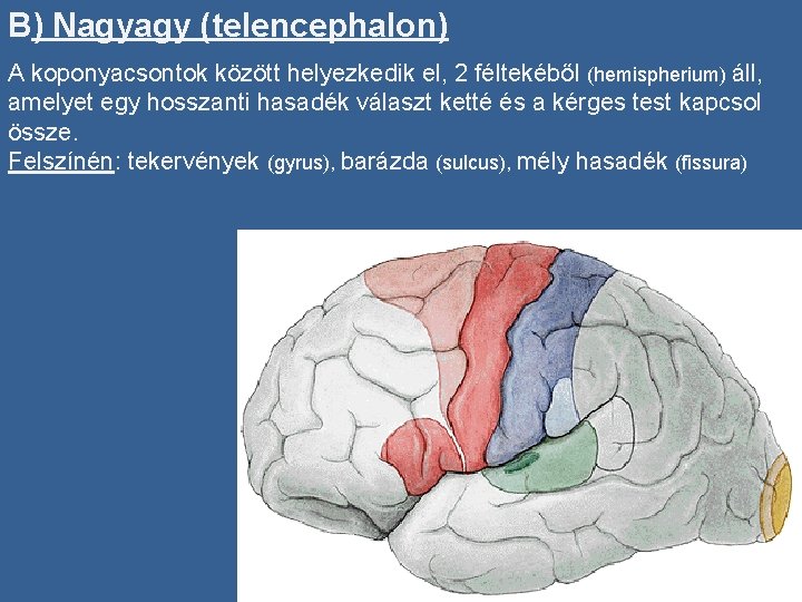 B) Nagyagy (telencephalon) A koponyacsontok között helyezkedik el, 2 féltekéből (hemispherium) áll, amelyet egy