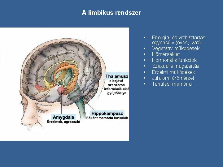 A limbikus rendszer • • Energia- és vízháztartás egyensúly (evés, ivás) Vegetatív működések Hőmérséklet