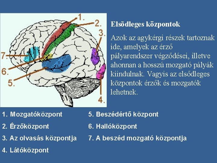 Elsõdleges központok Azok az agykérgi részek tartoznak ide, amelyek az érző pályarendszer végződései, illetve