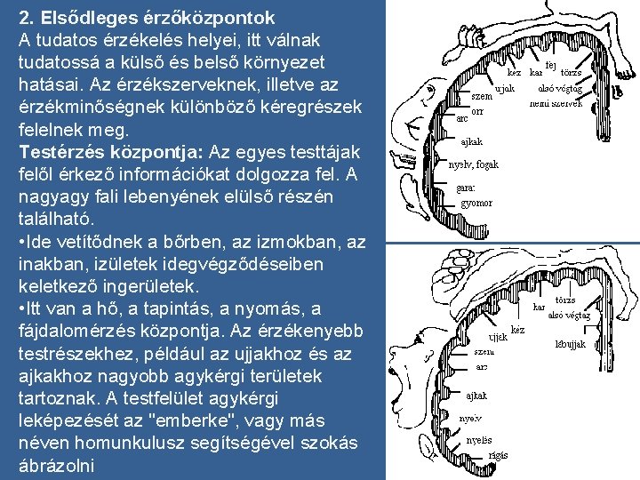 2. Elsődleges érzőközpontok A tudatos érzékelés helyei, itt válnak tudatossá a külső és belső