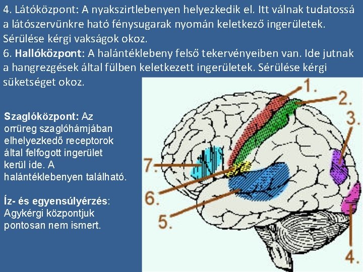 4. Látóközpont: A nyakszirtlebenyen helyezkedik el. Itt válnak tudatossá a látószervünkre ható fénysugarak nyomán