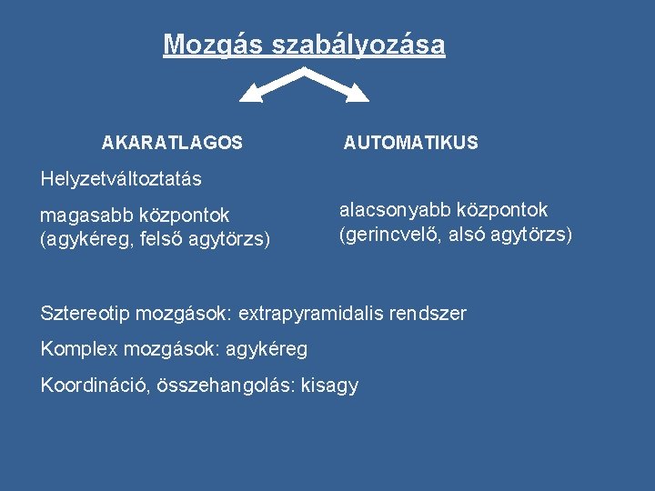 Mozgás szabályozása AKARATLAGOS AUTOMATIKUS Helyzetváltoztatás magasabb központok (agykéreg, felső agytörzs) alacsonyabb központok (gerincvelő, alsó