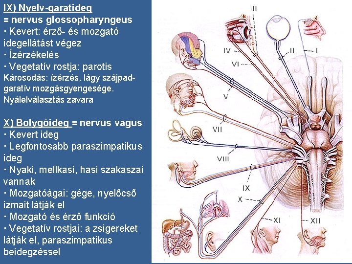 IX) Nyelv-garatideg = nervus glossopharyngeus · Kevert: érző- és mozgató idegellátást végez · Ízérzékelés