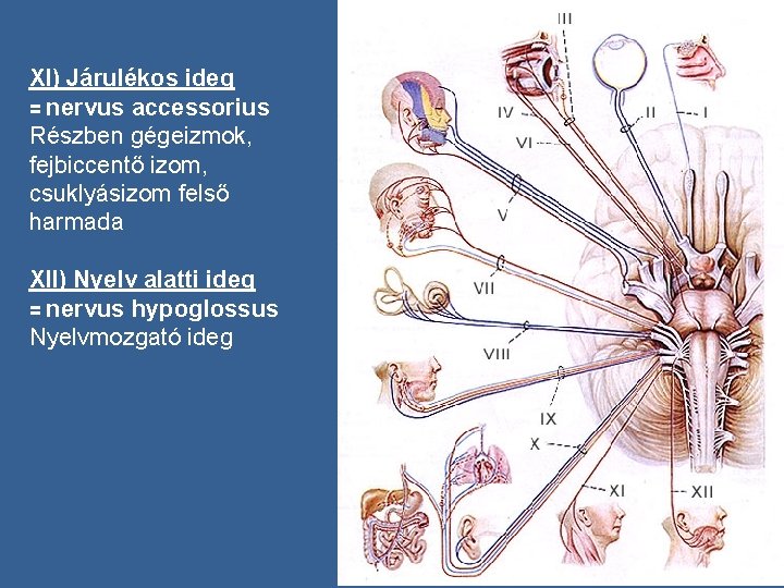 XI) Járulékos ideg = nervus accessorius Részben gégeizmok, fejbiccentő izom, csuklyásizom felső harmada XII)