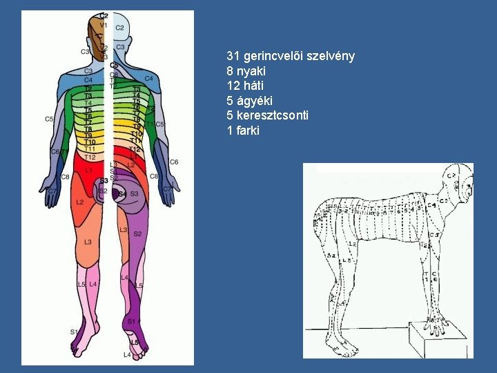 31 gerincvelői szelvény 8 nyaki 12 háti 5 ágyéki 5 keresztcsonti 1 farki 