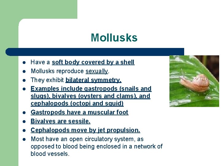 Mollusks l l l l Have a soft body covered by a shell Mollusks