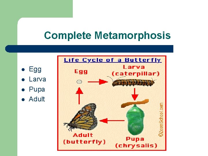 Complete Metamorphosis l l Egg Larva Pupa Adult 