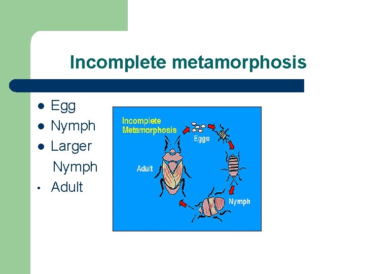 Incomplete metamorphosis l l l • Egg Nymph Larger Nymph Adult 