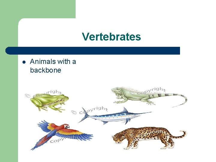 Vertebrates l Animals with a backbone 