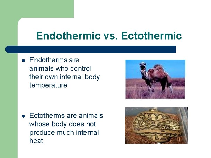 Endothermic vs. Ectothermic l Endotherms are animals who control their own internal body temperature