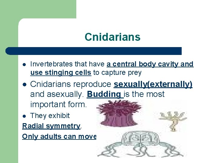 Cnidarians l Invertebrates that have a central body cavity and use stinging cells to