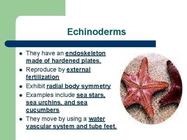 Echinoderms l l l They have an endoskeleton made of hardened plates. Reproduce by