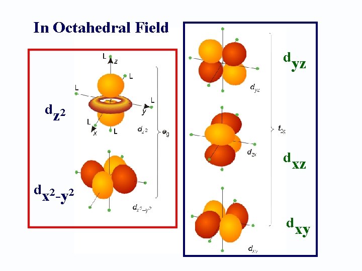 In Octahedral Field dyz dz 2 dxz dx 2 -y 2 dxy 