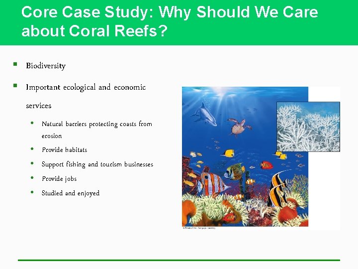 Core Case Study: Why Should We Care about Coral Reefs? § Biodiversity § Important