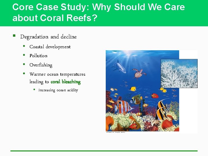 Core Case Study: Why Should We Care about Coral Reefs? § Degradation and decline
