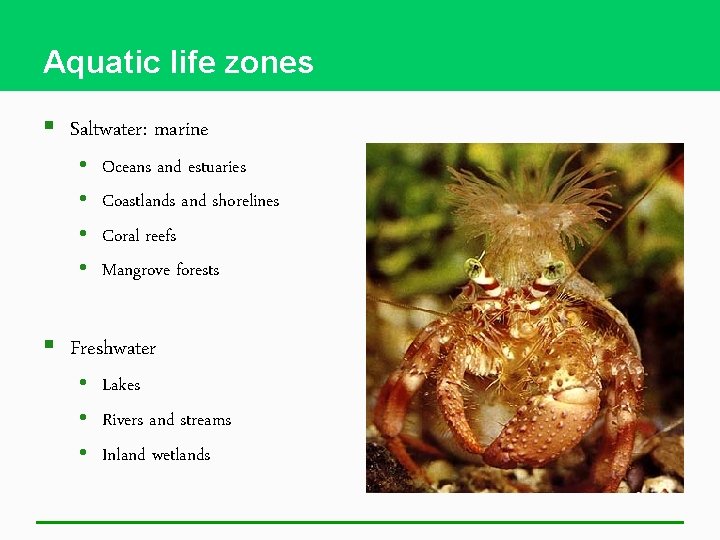Aquatic life zones § Saltwater: marine • • Oceans and estuaries Coastlands and shorelines