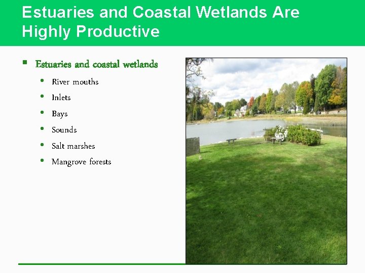 Estuaries and Coastal Wetlands Are Highly Productive § Estuaries and coastal wetlands • •