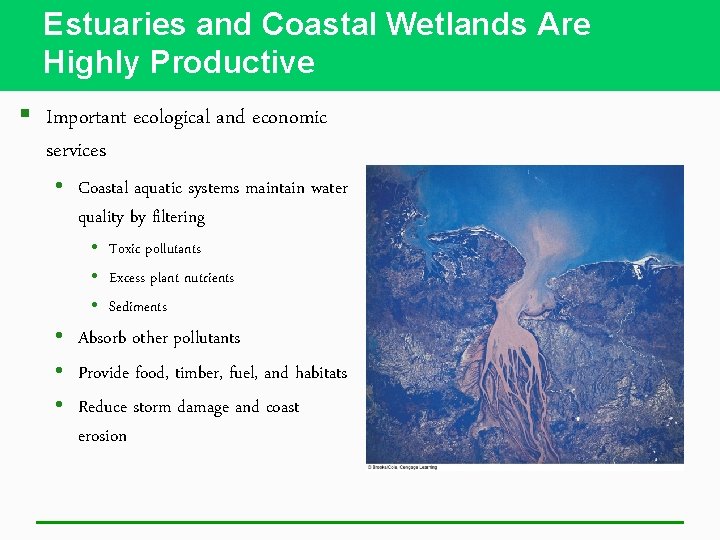 Estuaries and Coastal Wetlands Are Highly Productive § Important ecological and economic services •