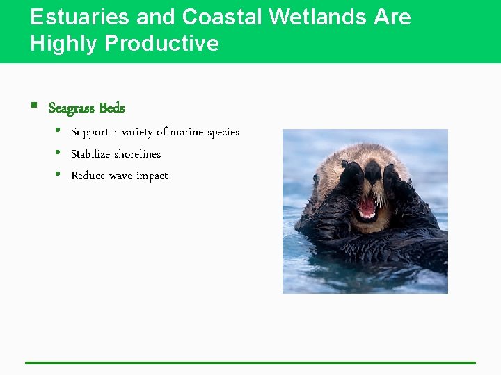 Estuaries and Coastal Wetlands Are Highly Productive § Seagrass Beds • Support a variety