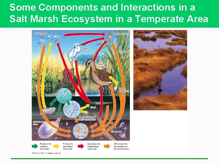 Some Components and Interactions in a Salt Marsh Ecosystem in a Temperate Area 