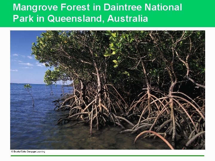 Mangrove Forest in Daintree National Park in Queensland, Australia 