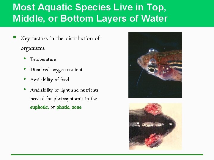 Most Aquatic Species Live in Top, Middle, or Bottom Layers of Water § Key