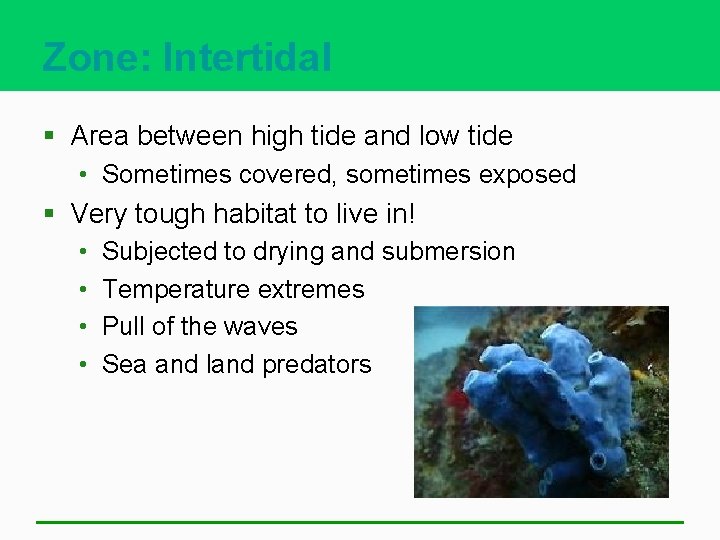 Zone: Intertidal § Area between high tide and low tide • Sometimes covered, sometimes