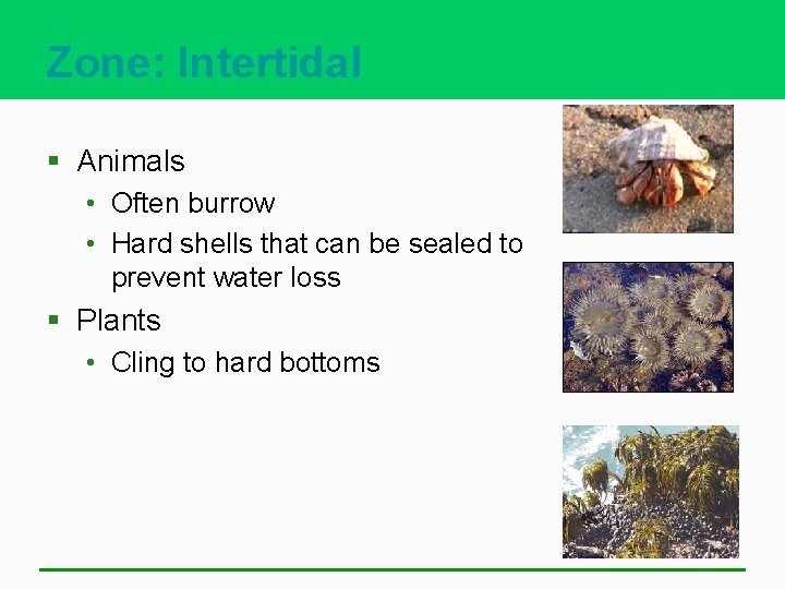 Zone: Intertidal § Animals • Often burrow • Hard shells that can be sealed