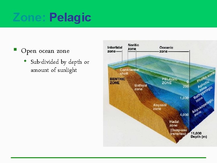Zone: Pelagic § Open ocean zone • Sub-divided by depth or amount of sunlight