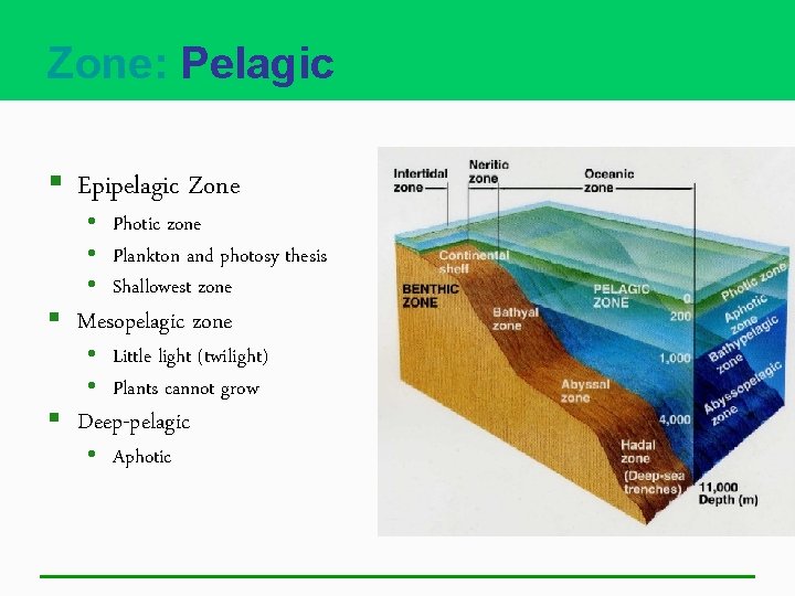 Zone: Pelagic § Epipelagic Zone • Photic zone • Plankton and photosy thesis •