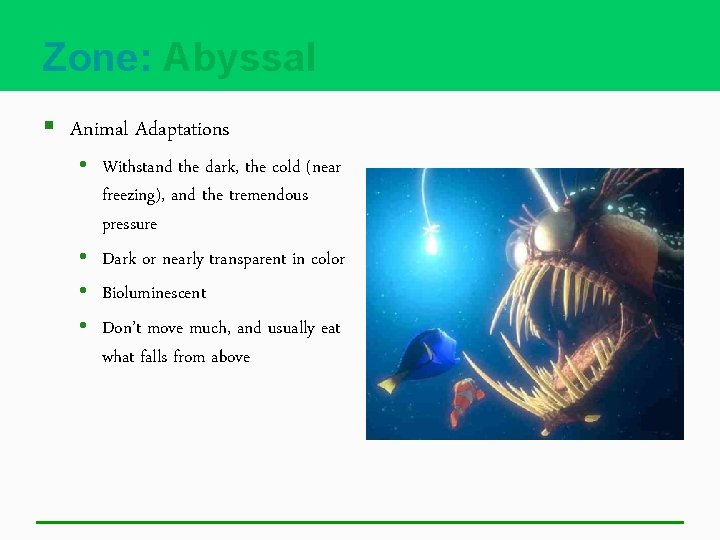 Zone: Abyssal § Animal Adaptations • Withstand the dark, the cold (near freezing), and