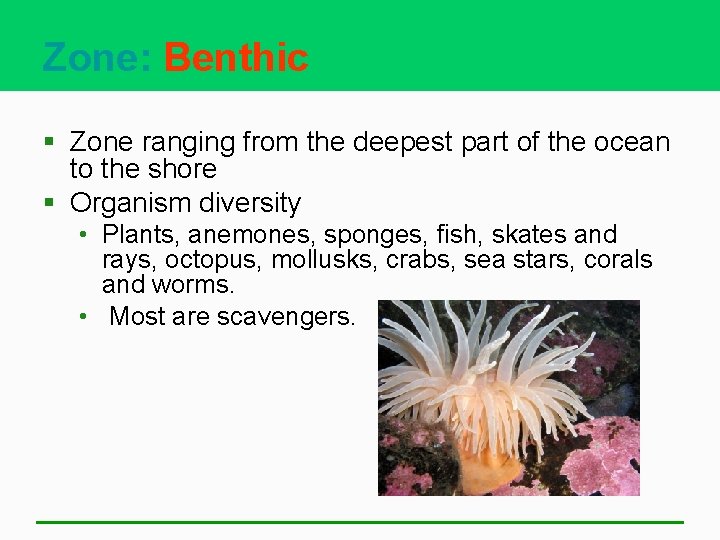 Zone: Benthic § Zone ranging from the deepest part of the ocean to the