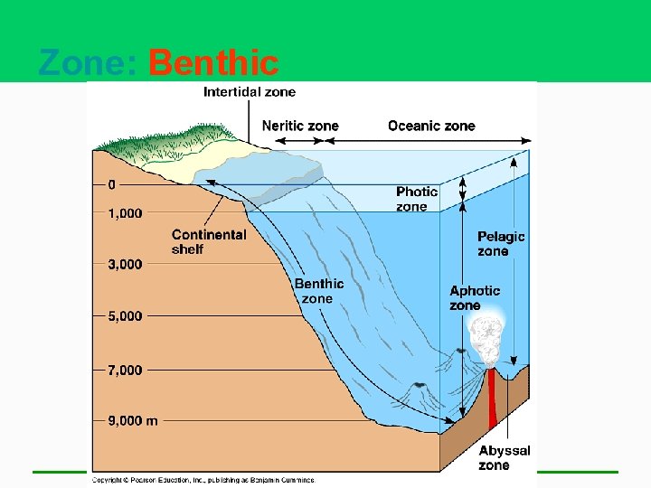 Zone: Benthic 