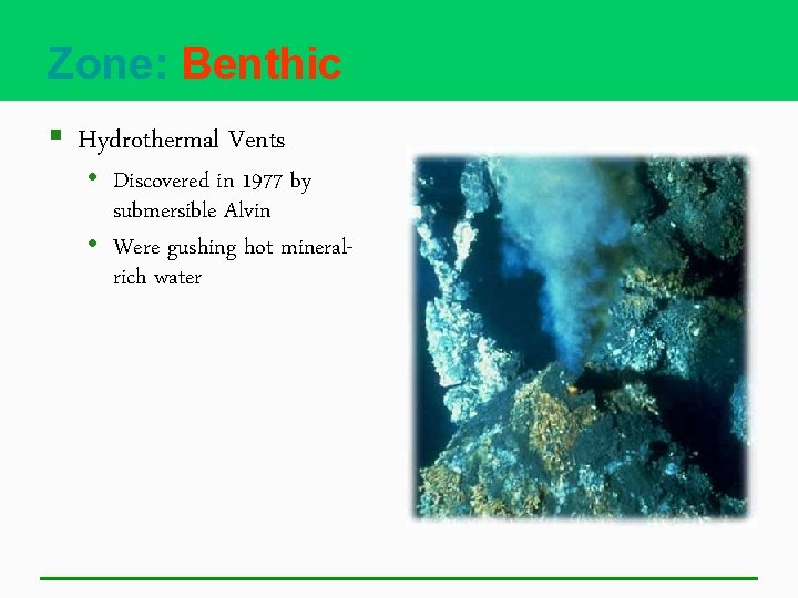 Zone: Benthic § Hydrothermal Vents • Discovered in 1977 by submersible Alvin • Were