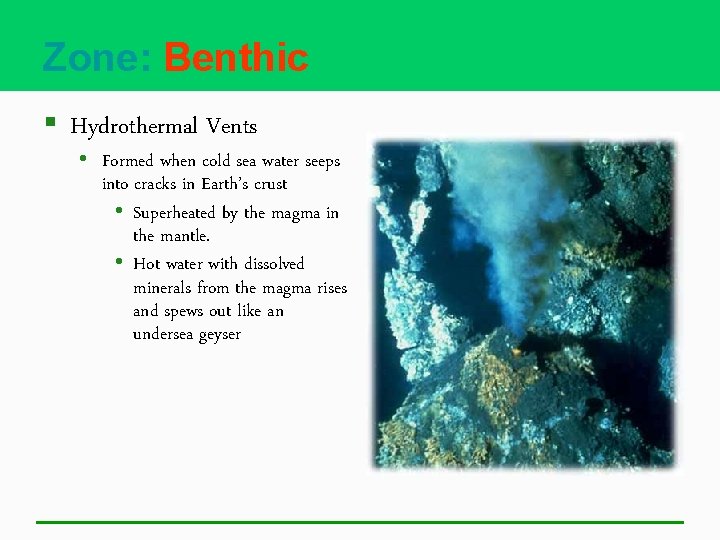 Zone: Benthic § Hydrothermal Vents • Formed when cold sea water seeps into cracks