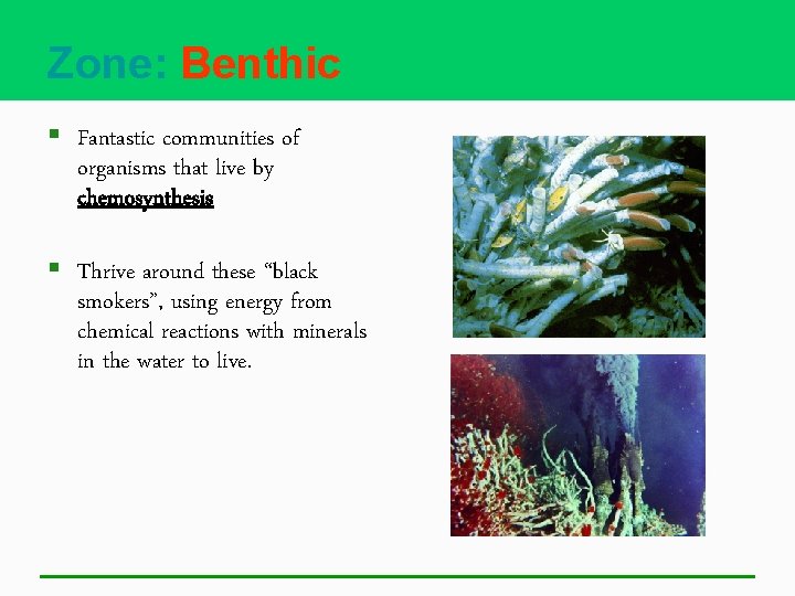 Zone: Benthic § Fantastic communities of organisms that live by chemosynthesis § Thrive around