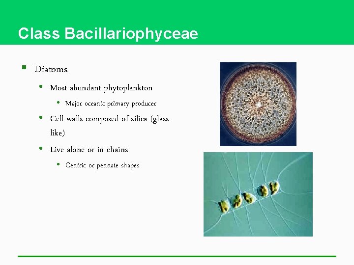 Class Bacillariophyceae § Diatoms • Most abundant phytoplankton • Major oceanic primary producer •