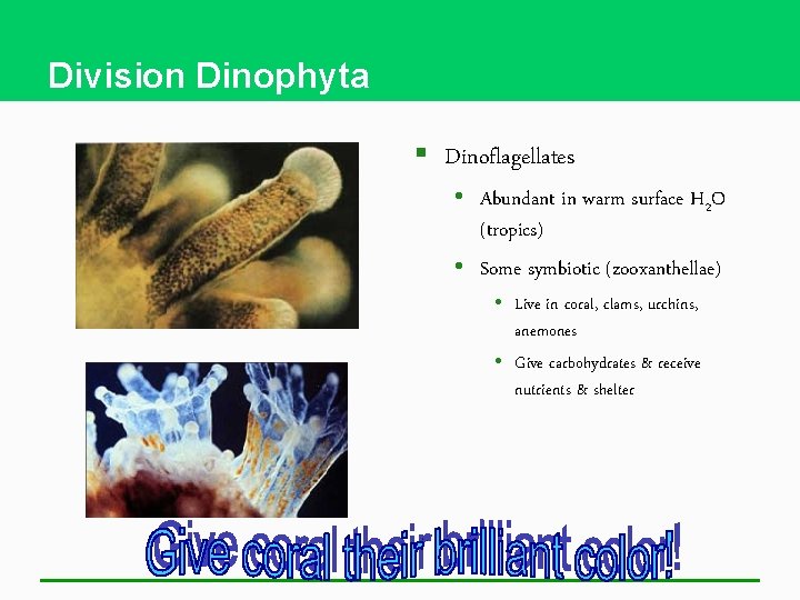 Division Dinophyta § Dinoflagellates • Abundant in warm surface H 2 O (tropics) •