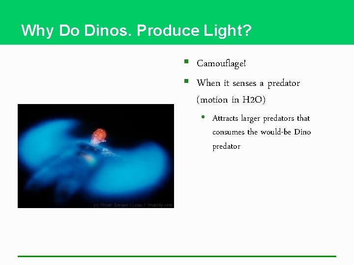 Why Do Dinos. Produce Light? § Camouflage! § When it senses a predator (motion